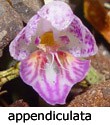 appendiculata