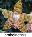 amboinensis