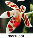 maculata