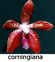corningiana