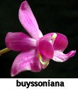 buyssoniana