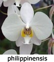 philippinensis