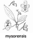 mysorensis
