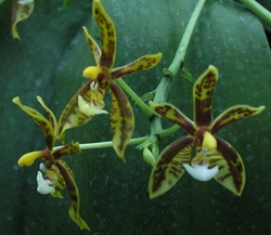 Petite galerie de Phalaenopsis mannii